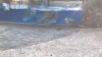 海豚视频吃瓜,揭秘网红吃瓜背后的娱乐生态