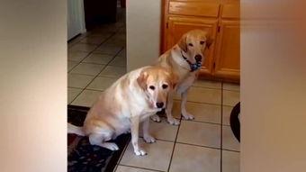 吃瓜的狗搞笑视频大全,笑翻天！吃瓜狗搞笑视频大盘点