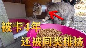 满仓吃瓜最新视频,揭秘最新视频背后的热点与笑料