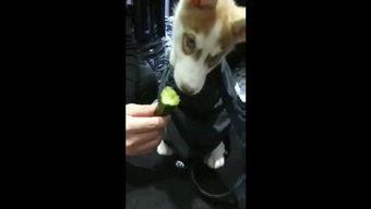 车祸吃瓜狗视频,吃瓜狗视角下的惊心动魄瞬间