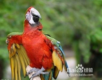 鹦鹉吃哈密瓜可以吗视频,鹦鹉品尝哈密瓜美味瞬间