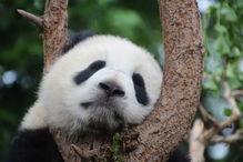 吃瓜表情熊猫经典视频,萌动全网经典瞬间回顾