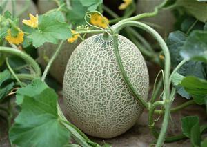 利哥吃哈密瓜视频大全集,视频大全集精彩回顾