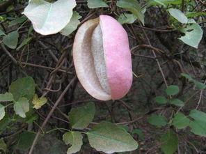 小宝宝吃八月瓜好吗视频,宝宝辅食新选择