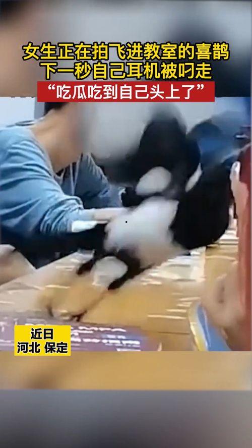 保定吃瓜少女视频曝光,揭秘网络热点背后的真相