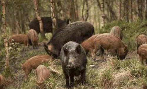 野猪吃佛手瓜视频在线观看,佛手瓜成美食盛宴