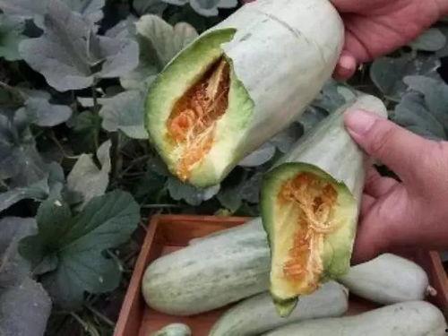 吃掌瓜要削皮吗视频讲解,削皮技巧揭秘  第2张